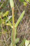 Largeflower milkweed